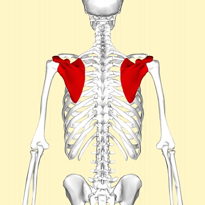 肩甲骨の位置の巻 | しみずばし鍼灸整骨院